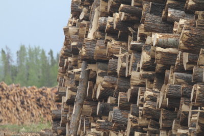 Logging industry Grand Cache AB (3).JPG