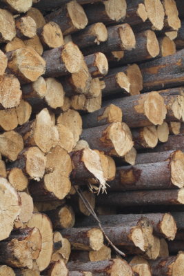 Logging industry Grand Cache AB (6).JPG