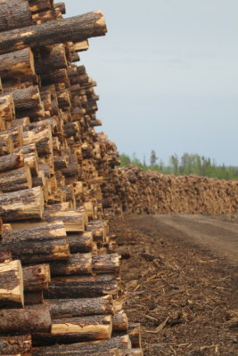 Logging industry Grand Cache AB (7).JPG