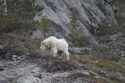 Mountain Goat Abraham Alke AB.JPG