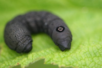 Yellow Banded Day Sphinx Caterpillar.JPG