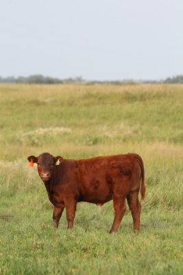 a bull calf.JPG