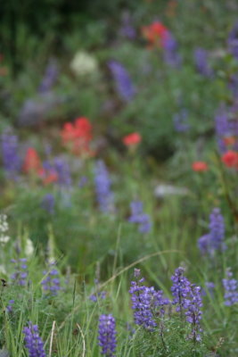 alpine flowers Longview AB.JPG