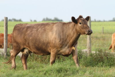 cow Daysland.JPG
