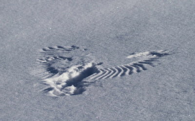 owl plunge.JPG