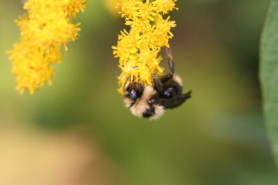 pollinator.JPG