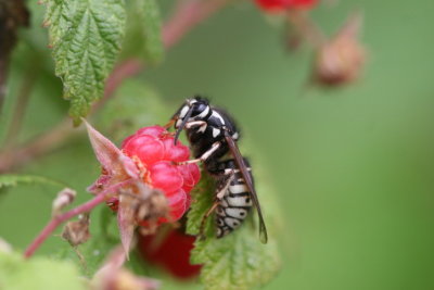 wasp (3).JPG
