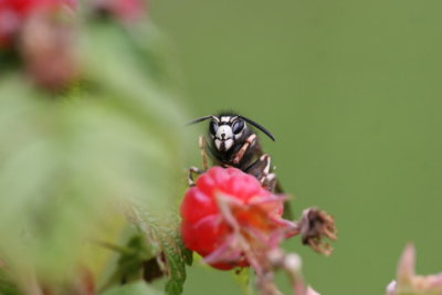 wasp.JPG