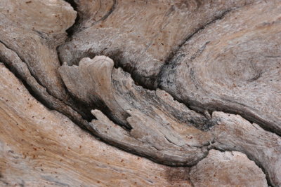 weathered wood.JPG
