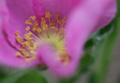 wildrose (2).JPG