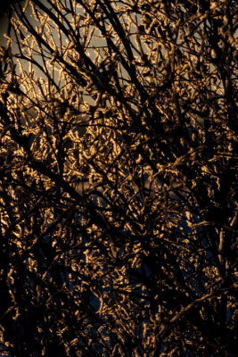 winter hoar frost.JPG