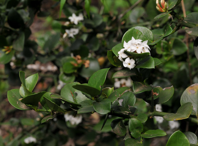 Carissa sp. 