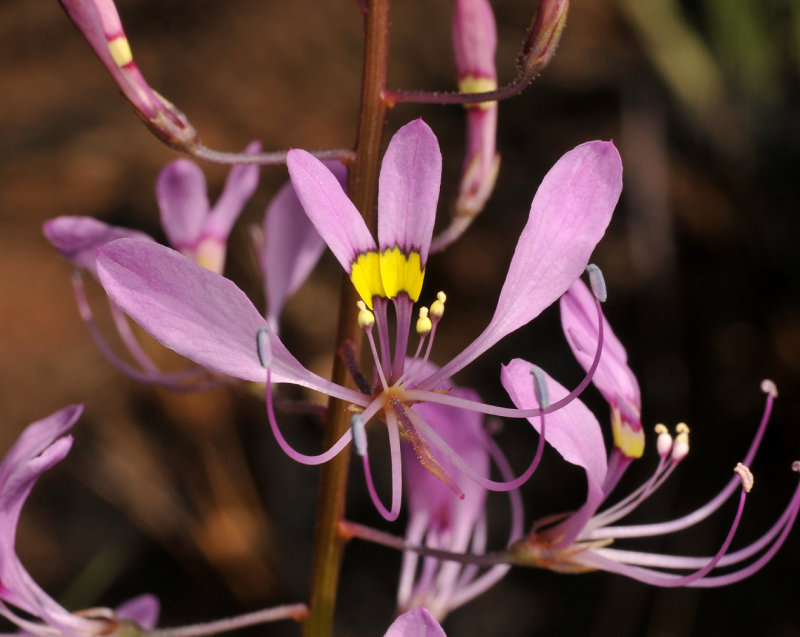 Cleome maculata. Close-up.