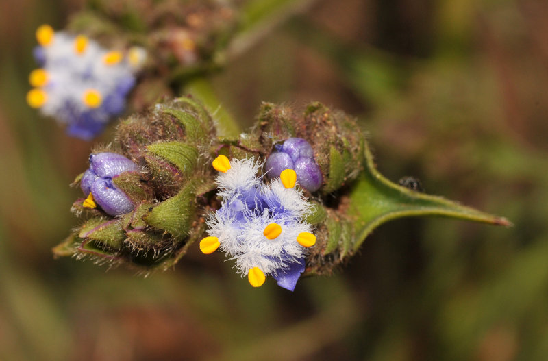 Cyanotis speciosa. Close-up.
