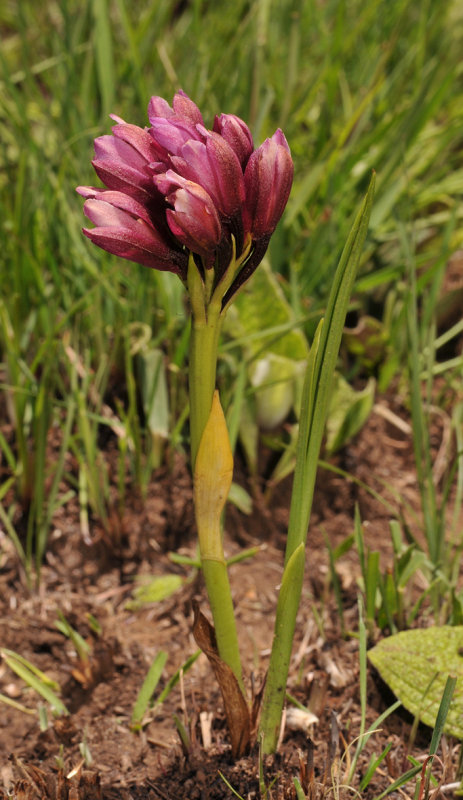 Eulophia vinosa.