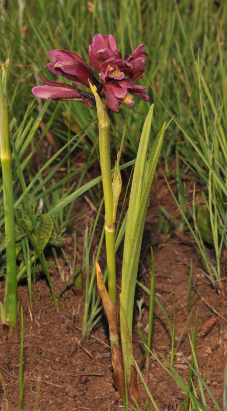 Eulophia vinosa.