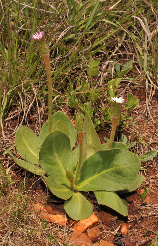 Gerbera piloselloides