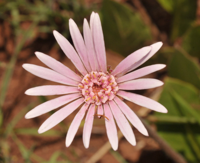 Gerbera viridiflora. Close-up.