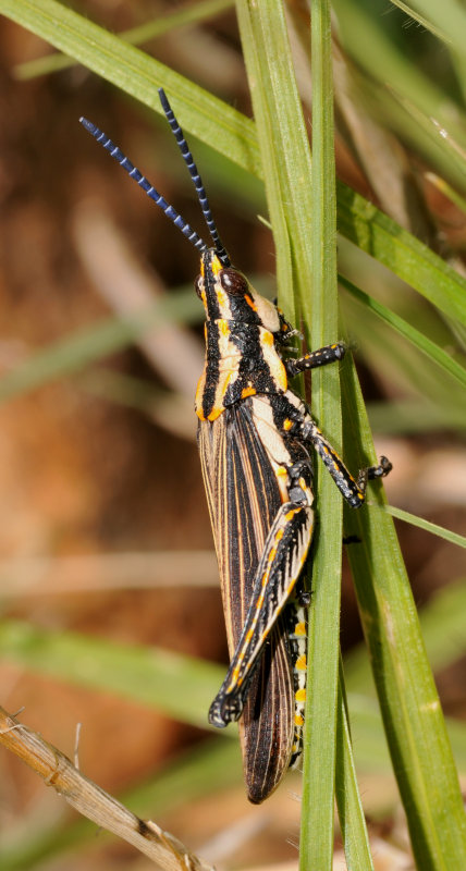 Grasshopper 