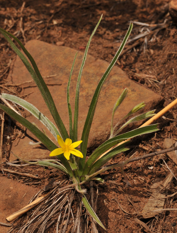 Hypoxis argentea