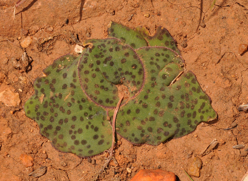 Ledebouria ovatifolia
