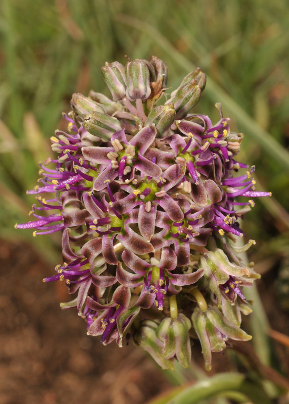 Ledebouria sp.2. Close-up.
