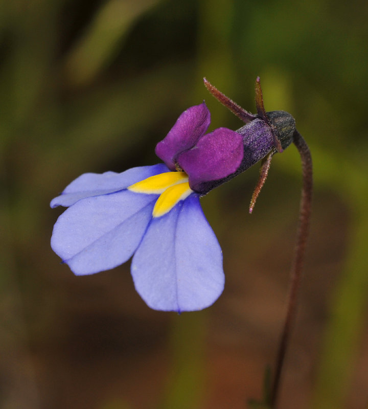 Monopsis decipiens. Close-up.