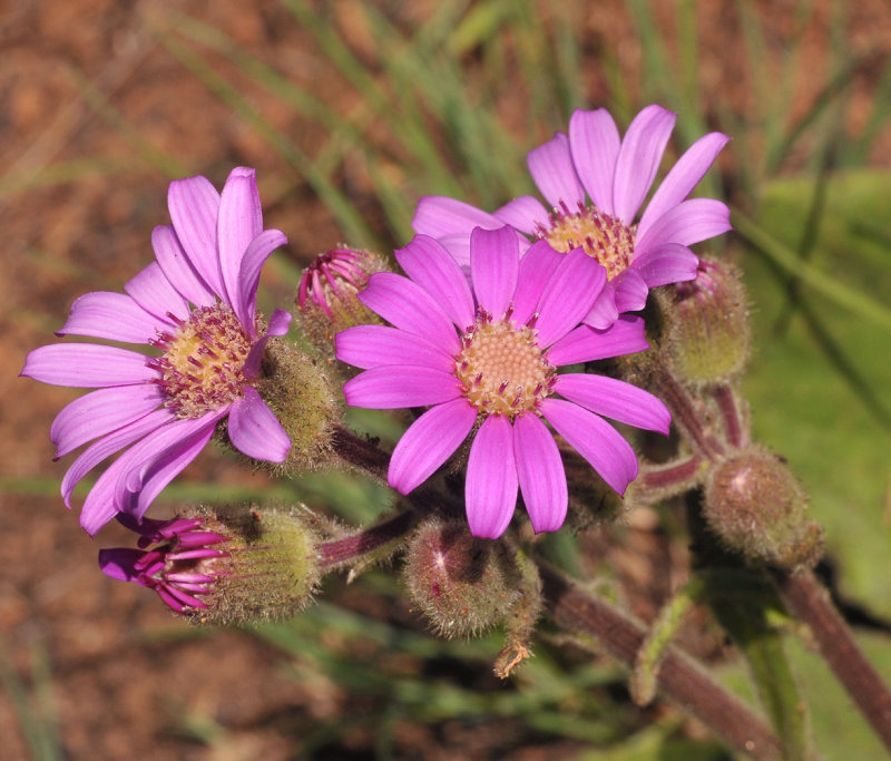 Senecio speciosus. Close-up.