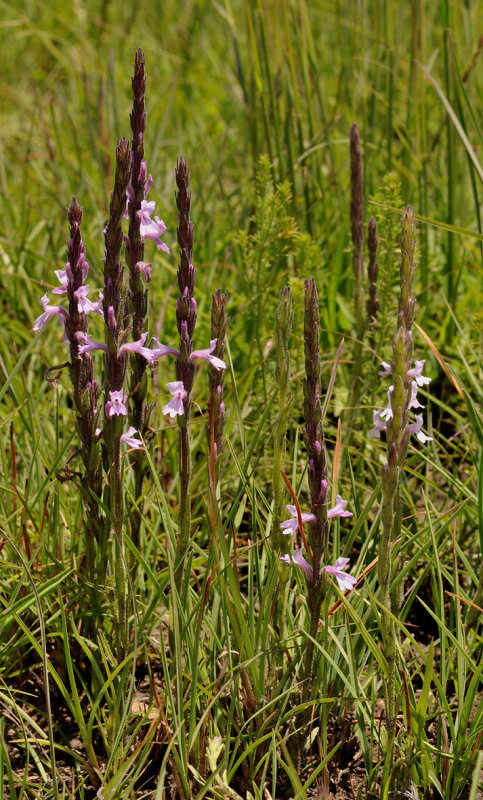 Striga bilabiata cf.
