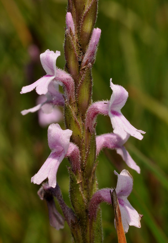 Striga bilabiata cf. Close-up.