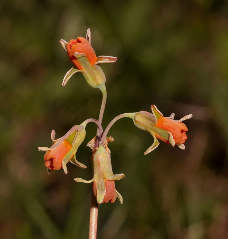 Tulbaghia acutiloba. Close-up.