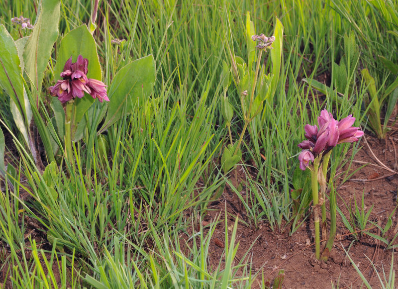 Eulophia vinosa