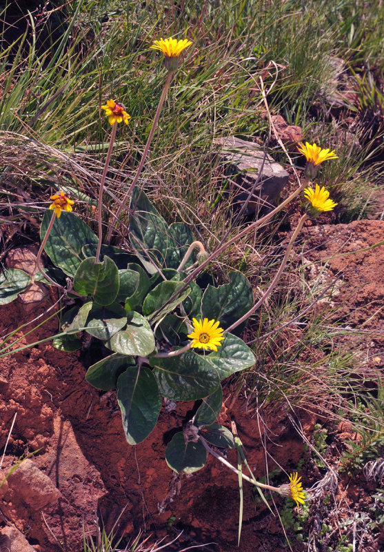 Gerbera ambigua