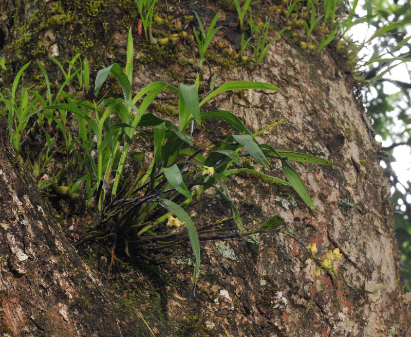 Polystachya albescens subsp. imbricata