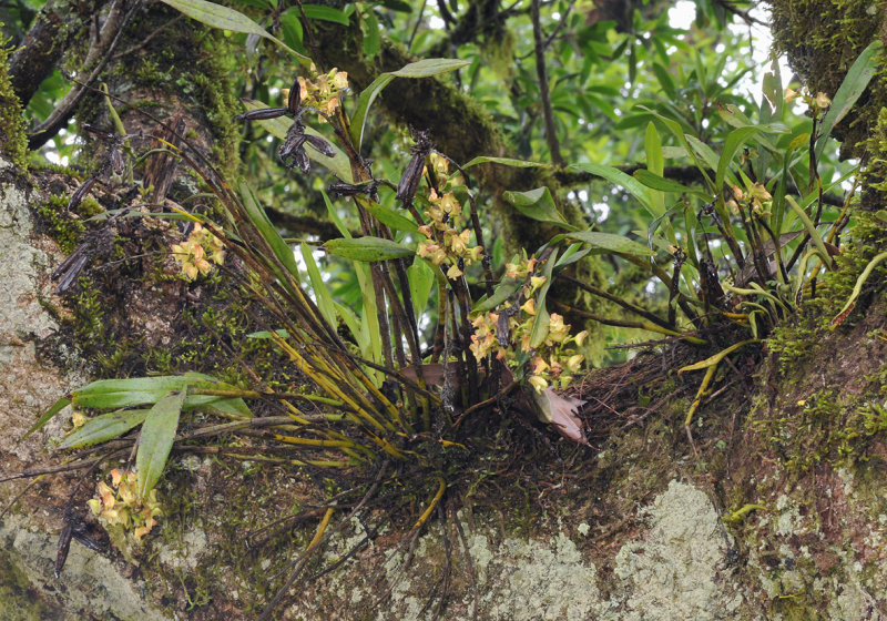 Polystachya albescens subsp. imbricata