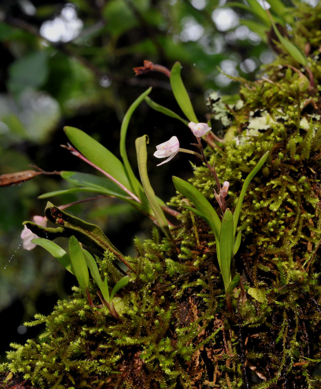 Polystachya ottoniana