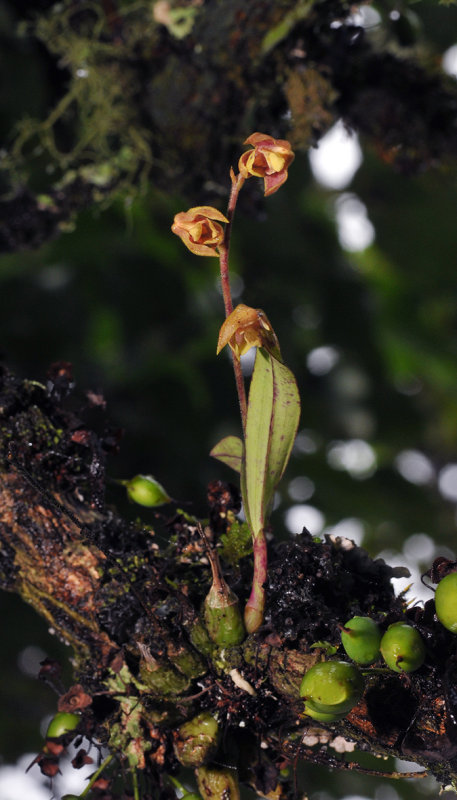 Polystachya  sandersonii