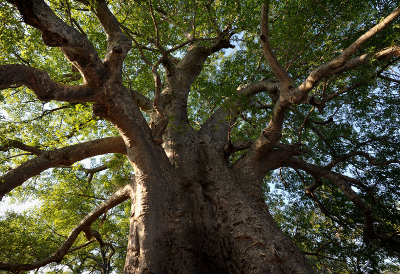 Adansonia digitata.jpg