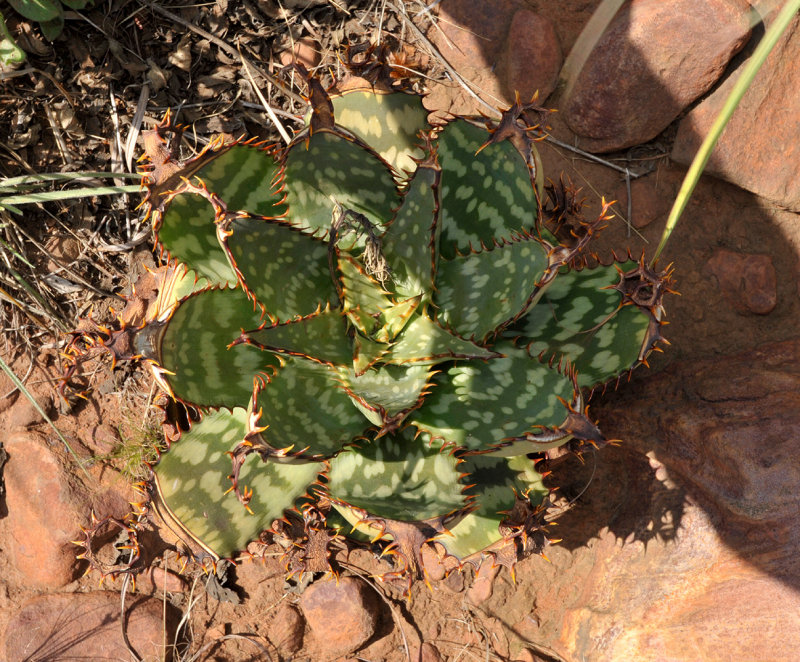 Aloe transvaalensis.