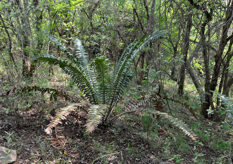 Encephalarthos transvenosus. Juvinile