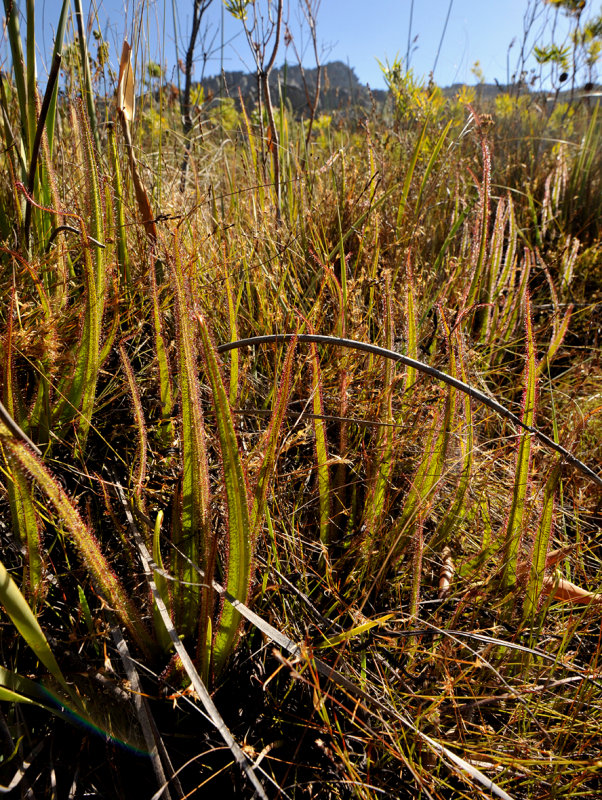 Drosera regia