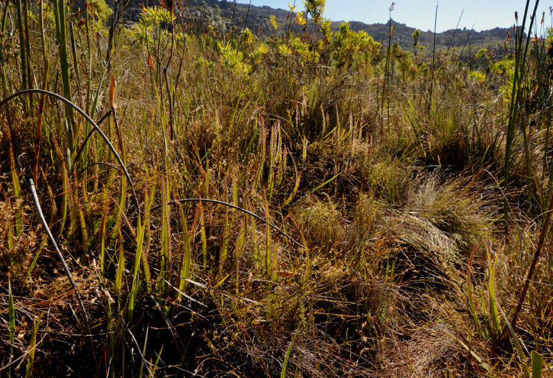 Drosera regia