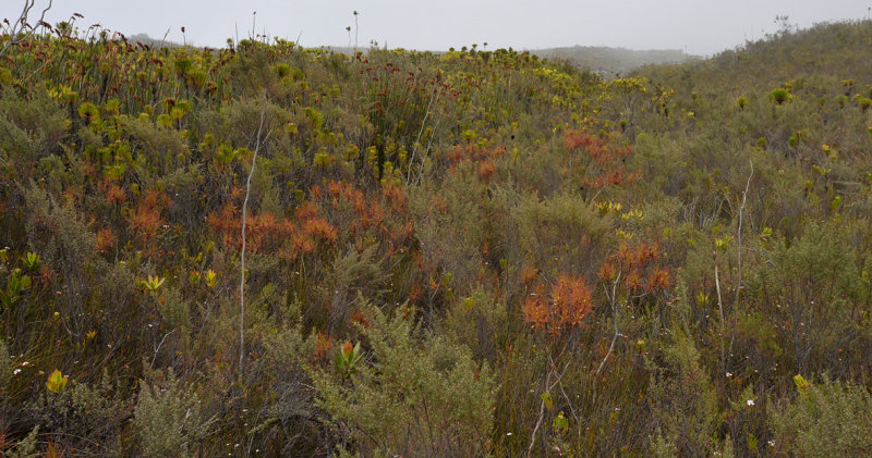 Fernkloof with Roridula gorgonias.