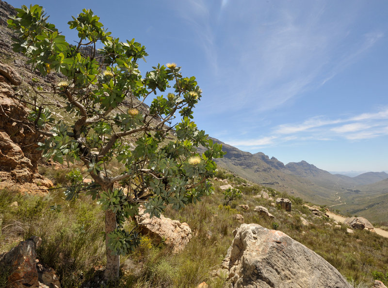 Protea nitida