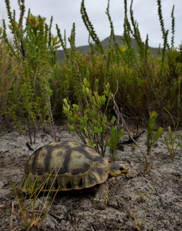 Tortoise