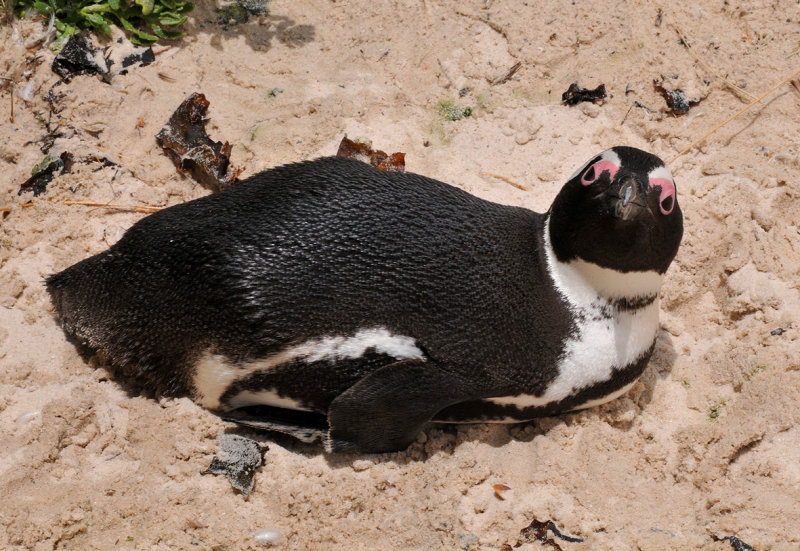 African Penguin. 