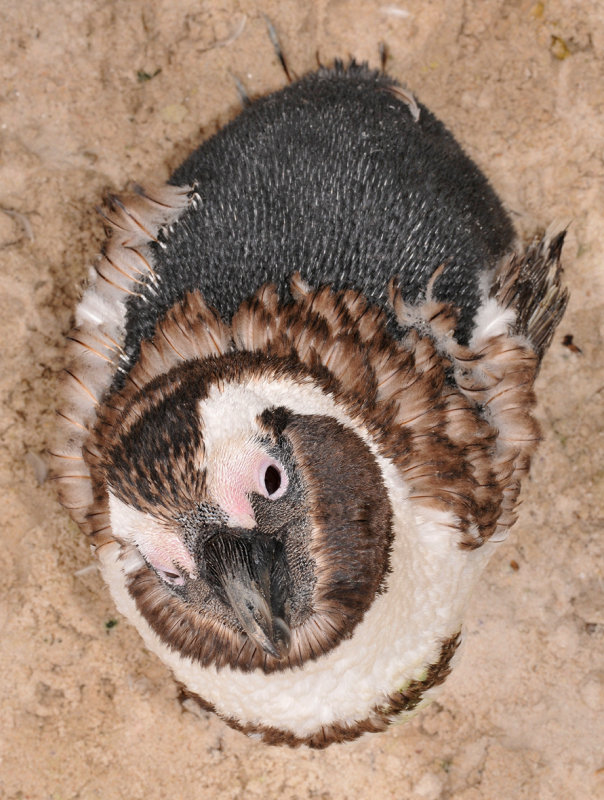 African Penguin chick. 