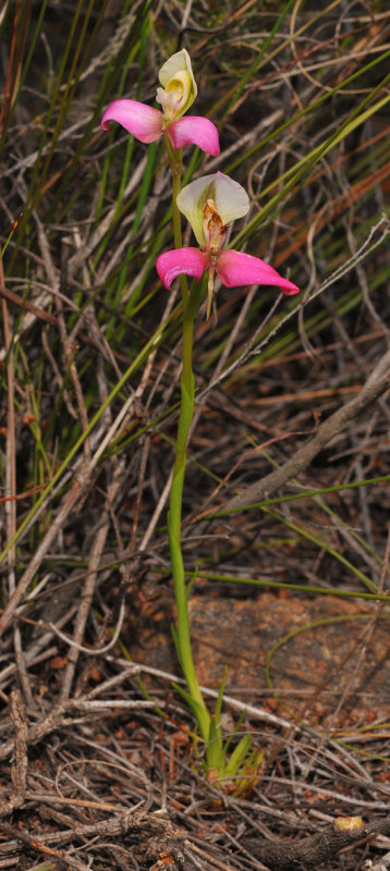 Disa filicornis