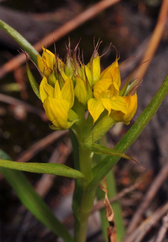 Disa telipogonis. Closer.