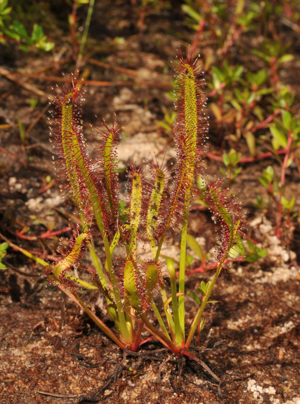 Drosera capensis